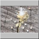 Passaloecus cf eremita - Grabwespe 21 Nestverschluss mit Harz.jpg